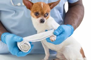 Pet Surgery in Oakland Township, MI | Faithful Friends Veterinary Care