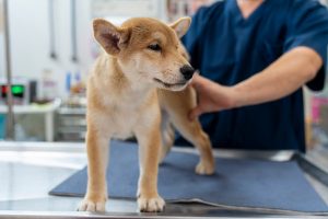 Dog Vaccinations in Oakland Township, MI | Faithful Friends Veterinary Care