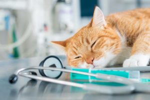 Cat Spay in Oakland Township, MI | Faithful Friends Veterinary Care