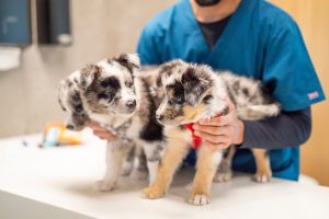 Best Vet For Puppies in in Oakland Township, MI | Faithful Friends Veterinary Care