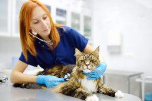 Cat Neuter in Oakland Township, MI | Faithful Friends Veterinary Care