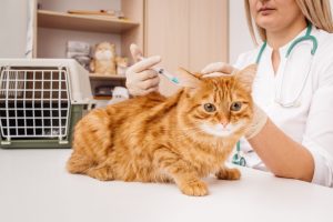 Cat Vaccines in Oakland Township, MI | Faithful Friends Veterinary Care