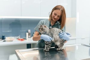 Cat Vet in Oakland Township, MI | Faithful Friends Veterinary Care