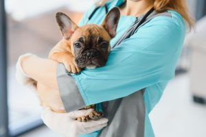 Dog Spay in Oakland Township, MI | Faithful Friends Veterinary Care
