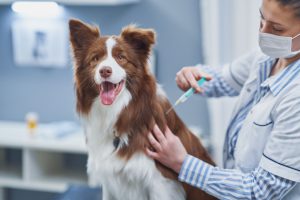 Dog Vaccines in Oakland Township, MI | Faithful Friends Veterinary Care