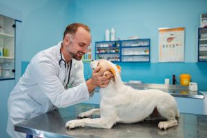 Vet Near Me in Oakland Township, MI | Faithful Friends Veterinary Care